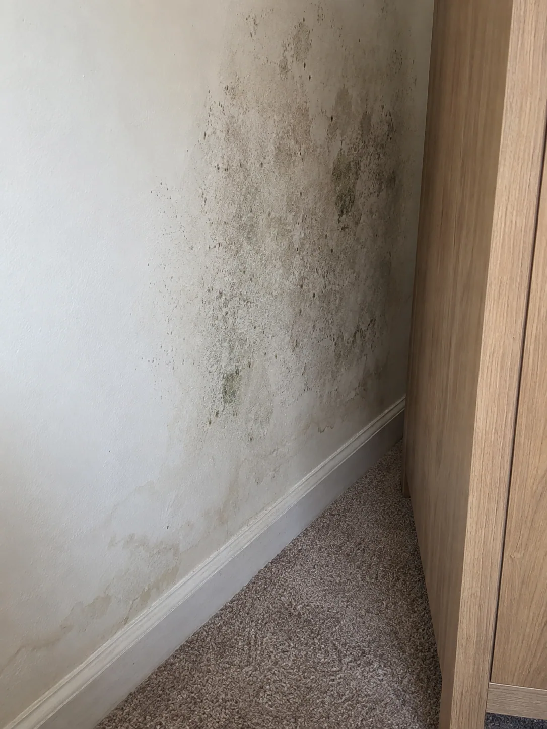 Mould growth found behind furniture during a Dallas mould survey